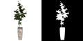 Front view of Plant Potted Vase with Indoor Plant 11 Tree png with alpha channel to cutout made with 3D render Royalty Free Stock Photo