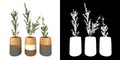 Front view of Plant Potted Vase with Indoor Plant 12 Tree png with alpha channel to cutout made with 3D render Royalty Free Stock Photo