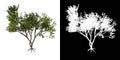 Front view of Tree Acacias 2 Plant png with alpha channel to cutout made with 3D render