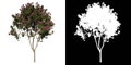 Front view tree (Young Rain Tree Albizia Saman 1) white background alpha png 3D Rendering Ilustracion 3D
