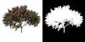 Front view tree (Young Rain Tree Albizia Saman 2) white background alpha png 3D Rendering Ilustracion 3D