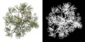 Top view of Plant Acacias 1 Tree png with alpha channel to cutout made with 3D render