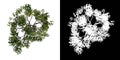 Top view of Tree Acacias 2 Plant png with alpha channel to cutout made with 3D render