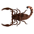 Render of scorpion Royalty Free Stock Photo