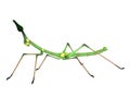 render of stick insect