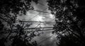 Electrical wires crisscross the stormy sky above silhouetted trees Royalty Free Stock Photo