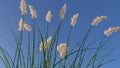 Ryegrass against blue skies Royalty Free Stock Photo