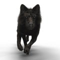 Rendering Black Wolf Running