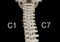 Rendering of the cervical spine highlighting Royalty Free Stock Photo