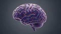 Rendering of a human brain showing intricate networks of neurons and Royalty Free Stock Photo