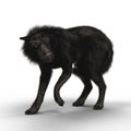 Rendering Submissive Black Wolf