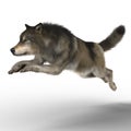 Rendering Wolf Running