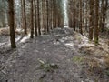 Rendlesham Forest in Spring - Suffolk Royalty Free Stock Photo
