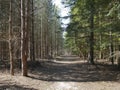 Rendlesham Forest in Spring - Suffolk Royalty Free Stock Photo