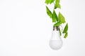 Renewable energy, sustainability, ecology concept. Light bulb hanging on green plant over white background Royalty Free Stock Photo