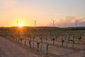 Renewable Harmony: Vineyard and Windmills at Dusk