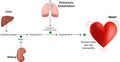 Renin Angiotensin System