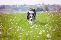 Running border collie dog in a flower meadow Royalty Free Stock Photo