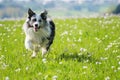 Running border collie dog in a flower meadow Royalty Free Stock Photo