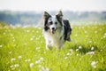 Running border collie dog in a flower meadow Royalty Free Stock Photo
