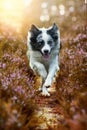 Border Collie running in heather flowers Royalty Free Stock Photo