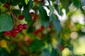 Rennet tree. red ripe apples on a branch Apple tree Small apple Royalty Free Stock Photo