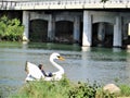 Swan pedal boat, Austin, Texas