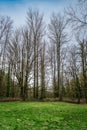 Renton Winter Trees Royalty Free Stock Photo