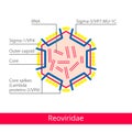 Reoviridae. Classification of viruses.