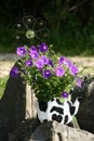 Repainted with cow pattern old aluminium scrap tea kettle as a flower pot in home garden. Royalty Free Stock Photo