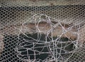 Repaired hole in a piece of wire gauze or chicken wire Royalty Free Stock Photo