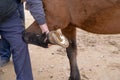 Repairing of horse hoof close up photography