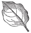 Repand Leaf vintage illustration