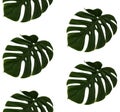 Repeating green cheese plant leave, Monstera Deliciosa, on white background. Real photographed image, seamless.