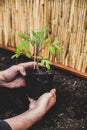 Replant of a tomato seedling plant in the garden Royalty Free Stock Photo