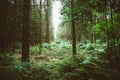 Replanted forest in french brittany Royalty Free Stock Photo