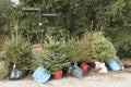 Replanting Christmas trees.