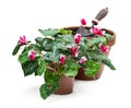 Replanting cyclamen flower in big clay pot isolated on white Royalty Free Stock Photo