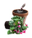 Replanting cyclamen flower in big clay pot isolated on white Royalty Free Stock Photo