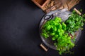 Replanting herbs - plants in pots, green garden on a balcony. Royalty Free Stock Photo