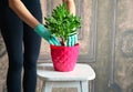 Replanting home flower , gardening , brown vintage background , succulent in red pot on old vintage white chair