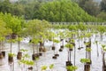 Replanting mangroves forest for sustainable and restoring ocean habitat in coastal area