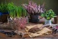 Replanting plants - herbs, flowers and plants in pots, green garden on a balcony Royalty Free Stock Photo