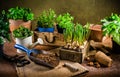 Replanting plants - herbs, flowers and plants in pots, green garden on a balcony