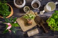 Replanting plants - herbs, flowers and plants in pots, green garden on a balcony Royalty Free Stock Photo