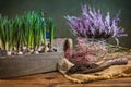 Replanting plants - herbs, flowers and plants in pots, green garden on a balcony Royalty Free Stock Photo