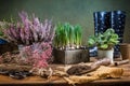 Replanting plants - herbs, flowers and plants in pots, green garden on a balcony