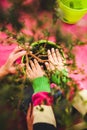 Replanting potted plant. The child plants flowers. Royalty Free Stock Photo