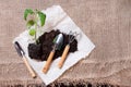 Replanting tomato seedlings. Baby plants sowings. Rake and shovel on burlap background. Royalty Free Stock Photo