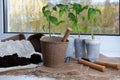 Replanting tomato seedlings on window sill. Rake, shovel and watering can. Royalty Free Stock Photo